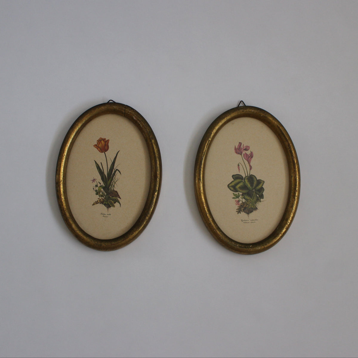 Pair of Oval Botanical Prints