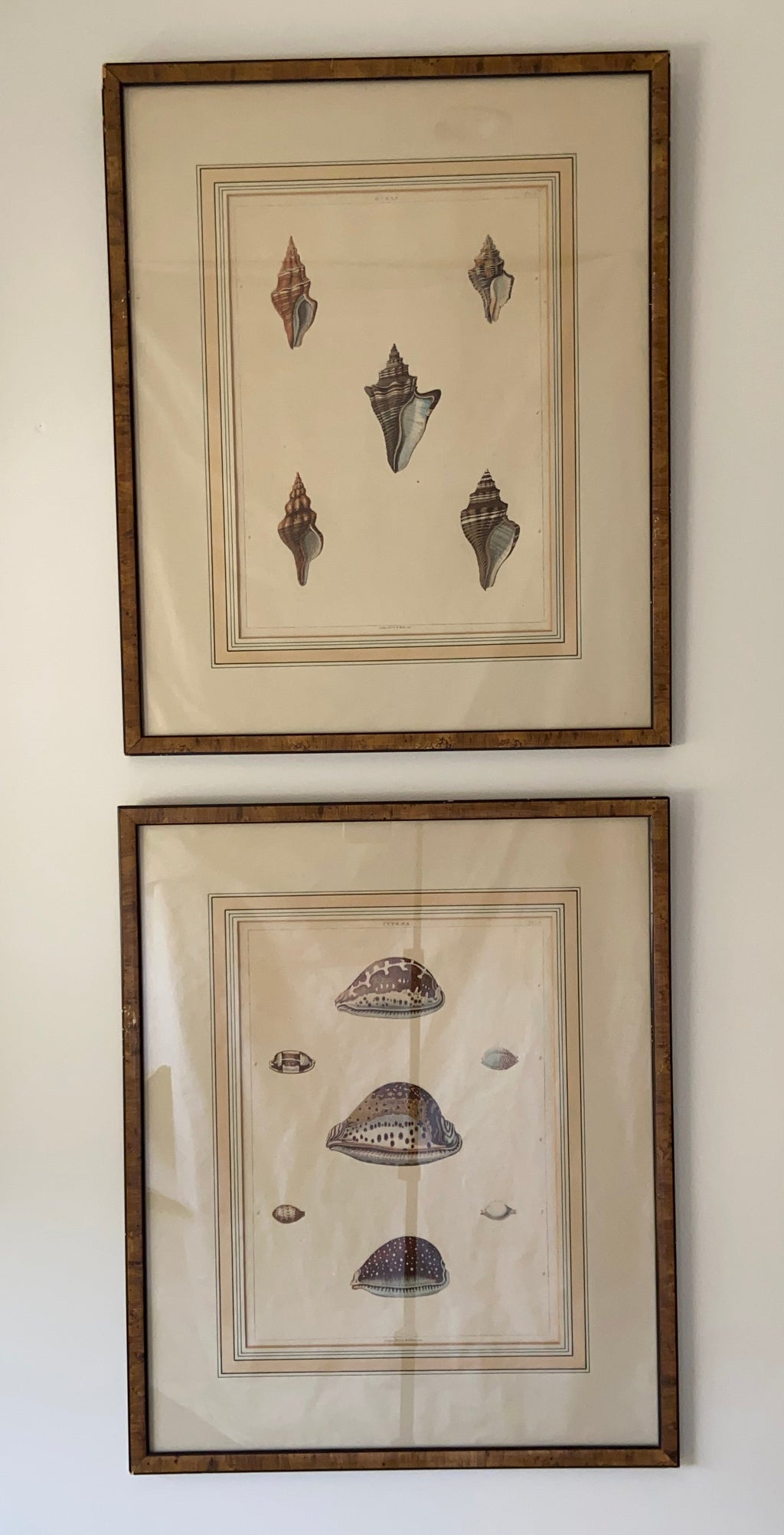 Pair of Shell Prints