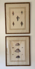 Pair of Shell Prints
