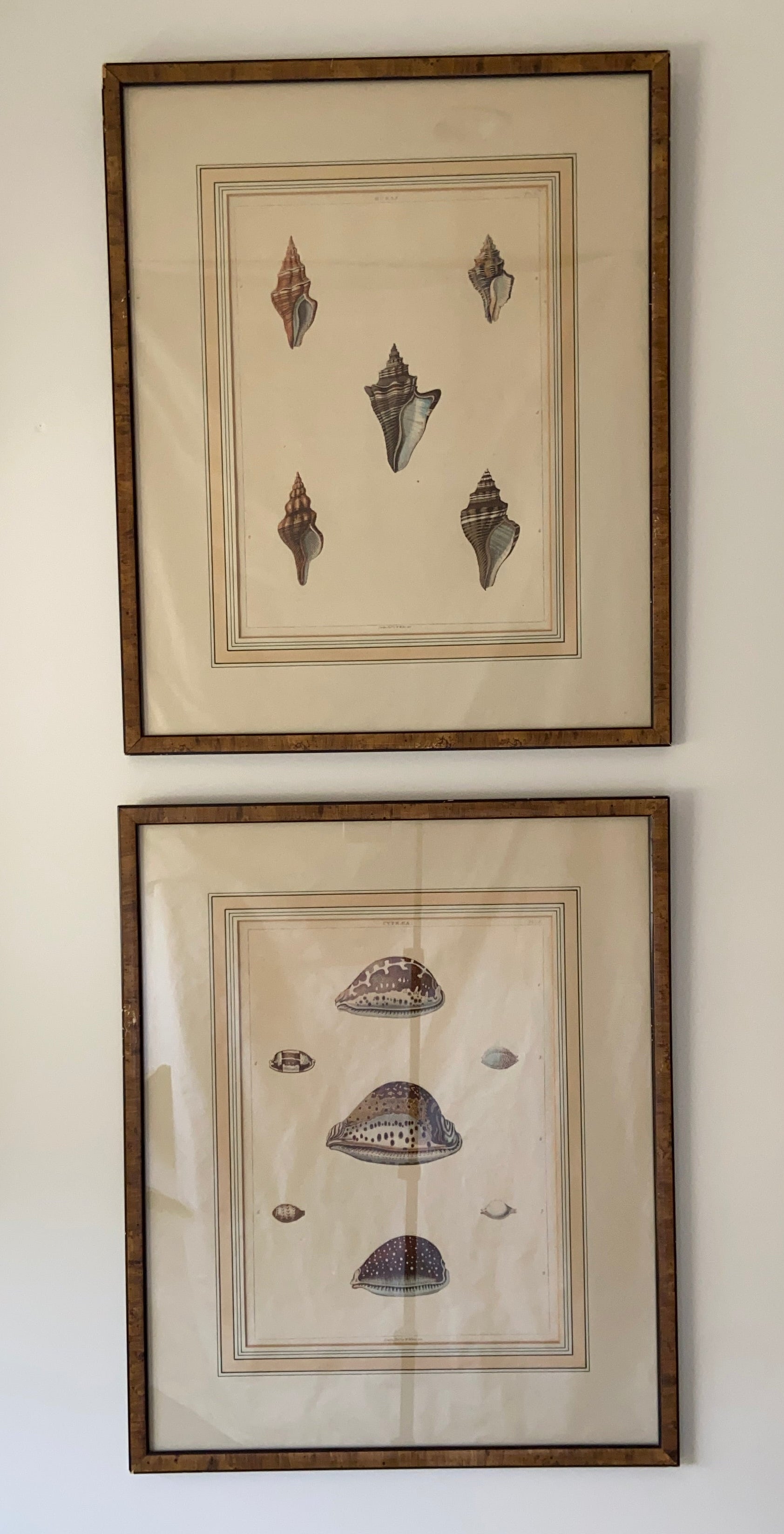 Pair of Shell Prints