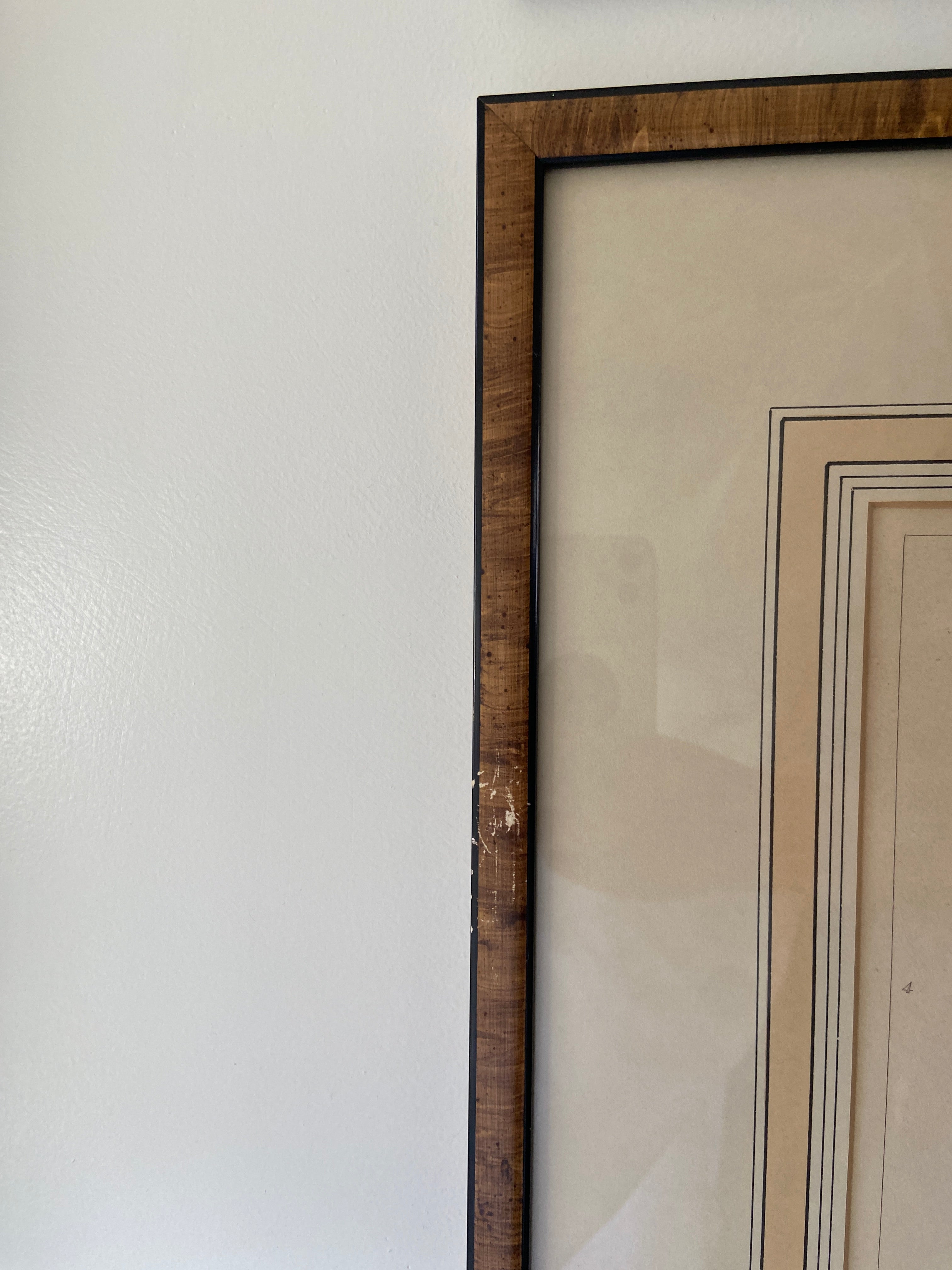 Pair of Shell Prints