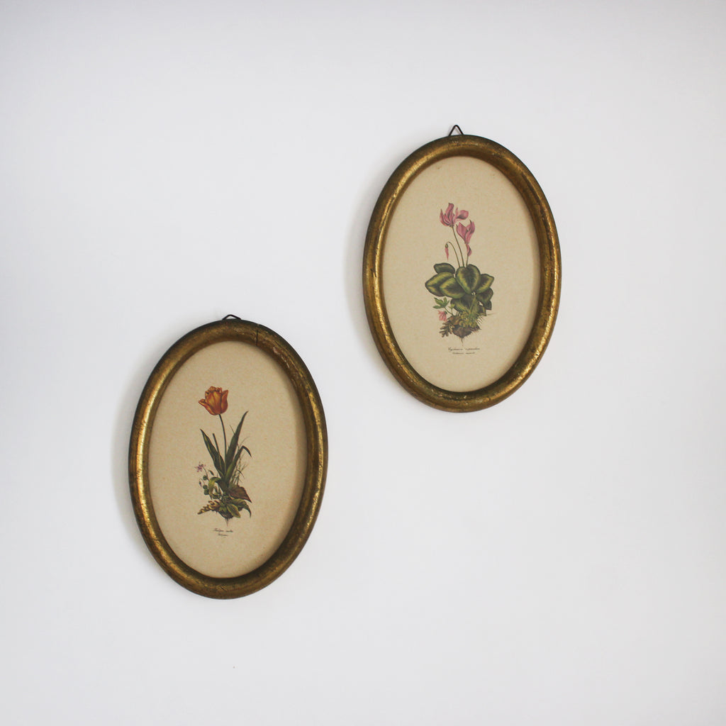 Pair of Oval Botanical Prints